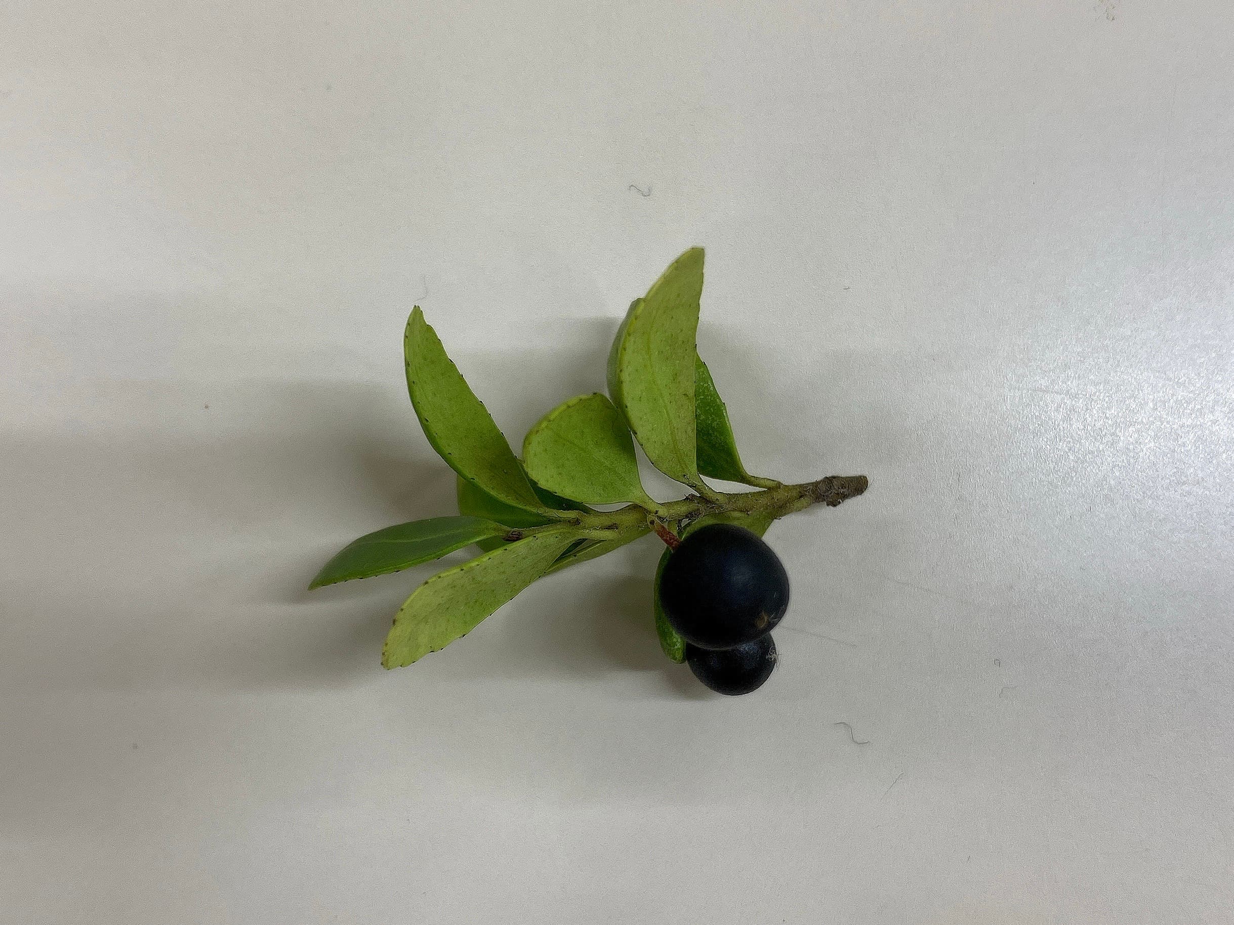 果実は晩秋に黒く熟す(京都大学11月)