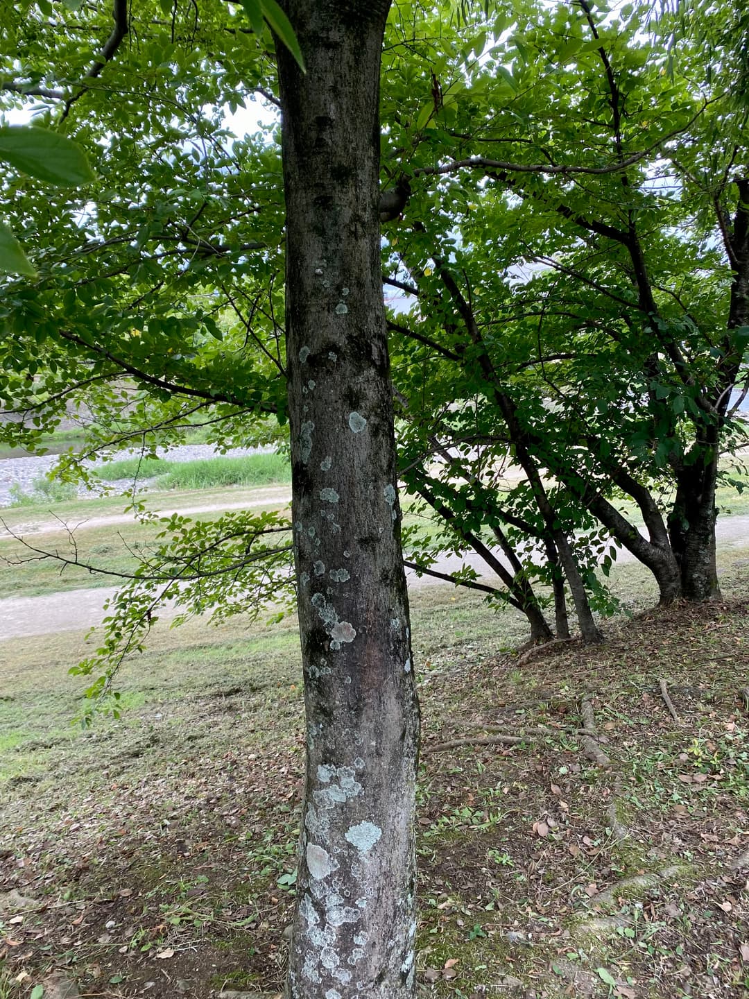 エノキ