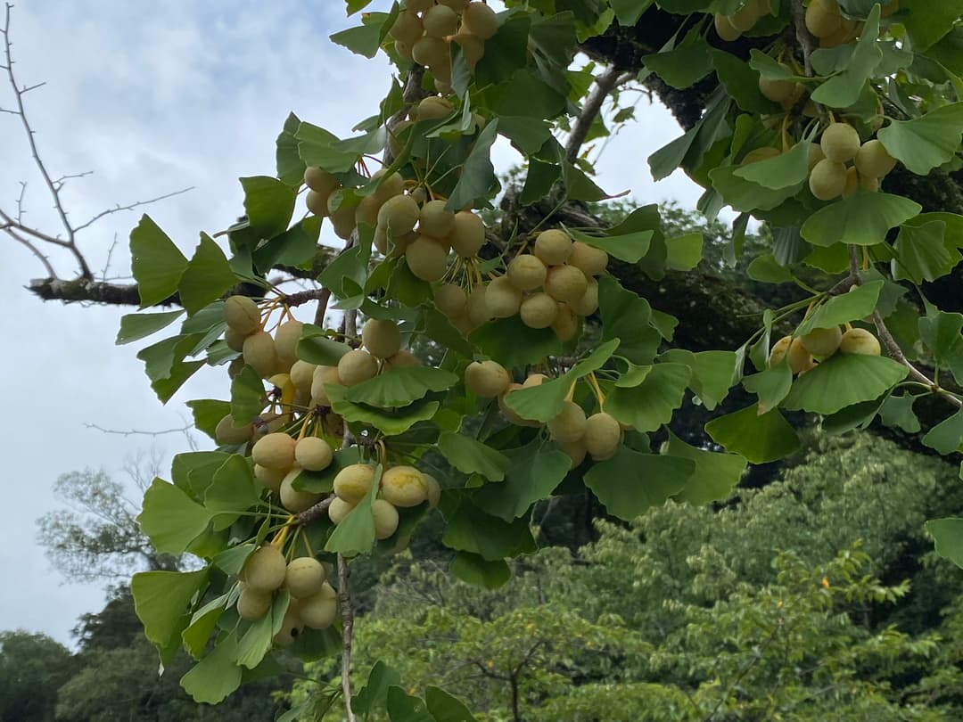 イチョウ