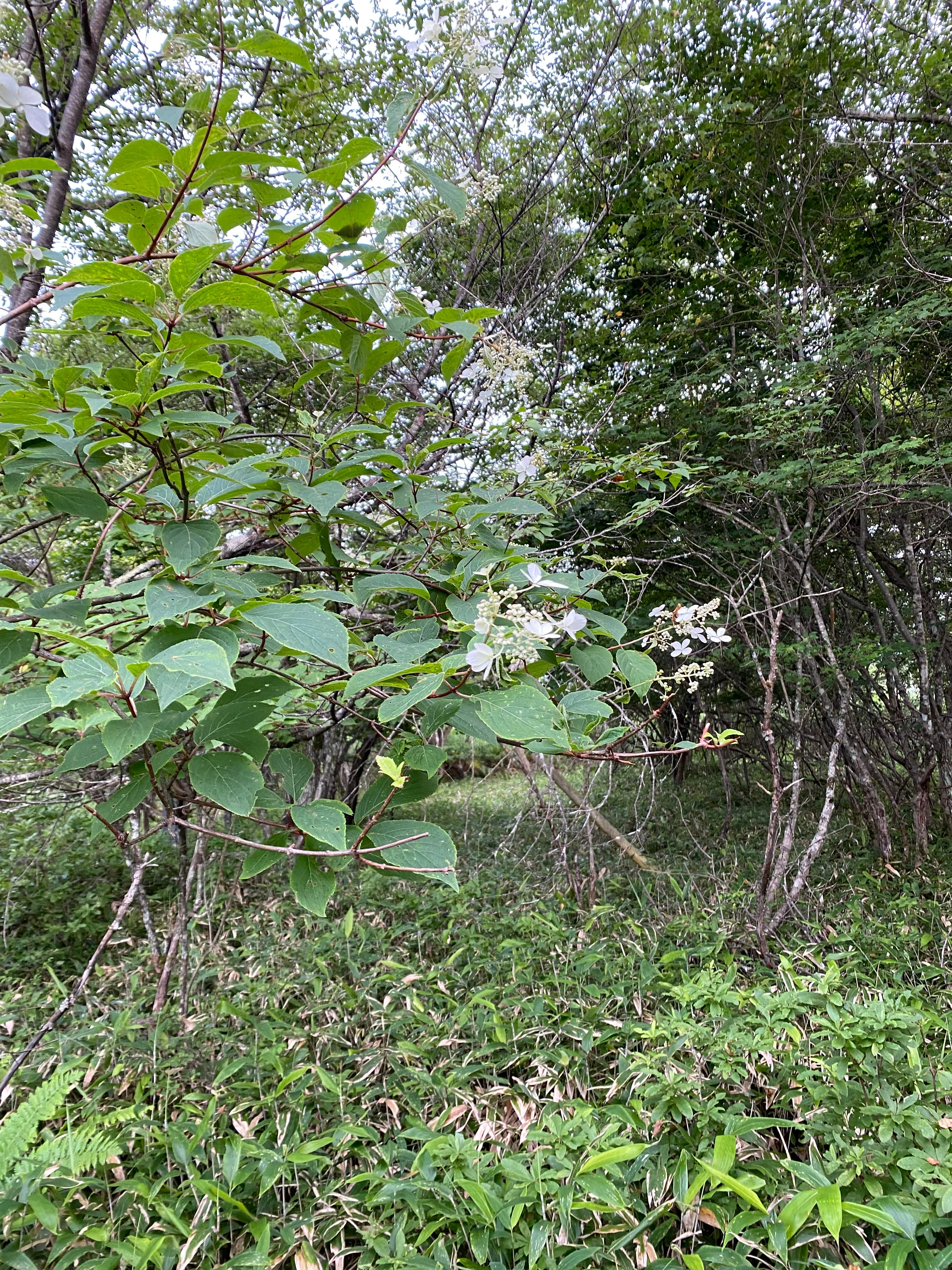 この個体はそれほどでもないが円錐花序で上に盛り上がる花の形が特徴