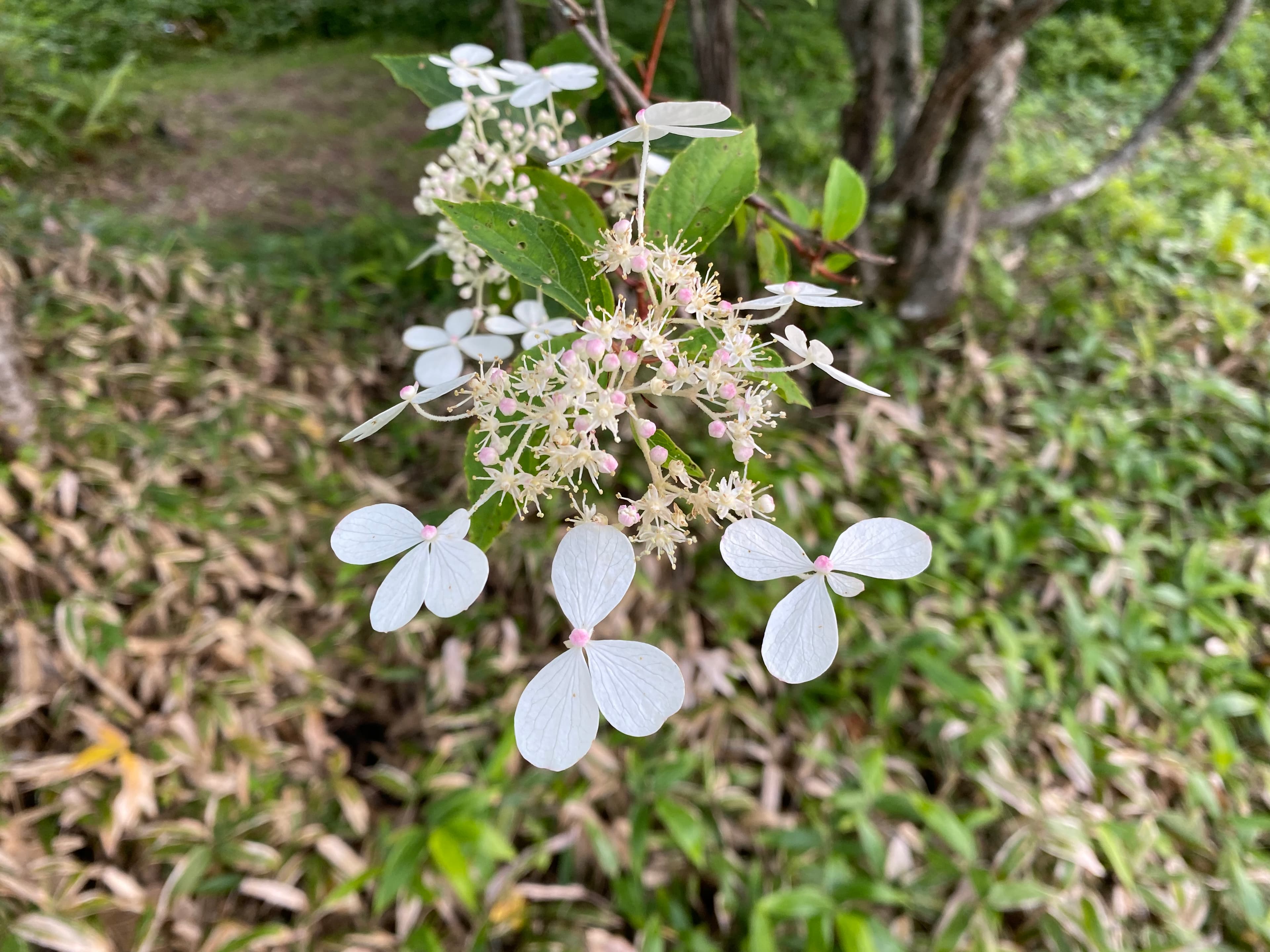 中心近くにあるのが本当の花で周囲の目立つものは装飾花