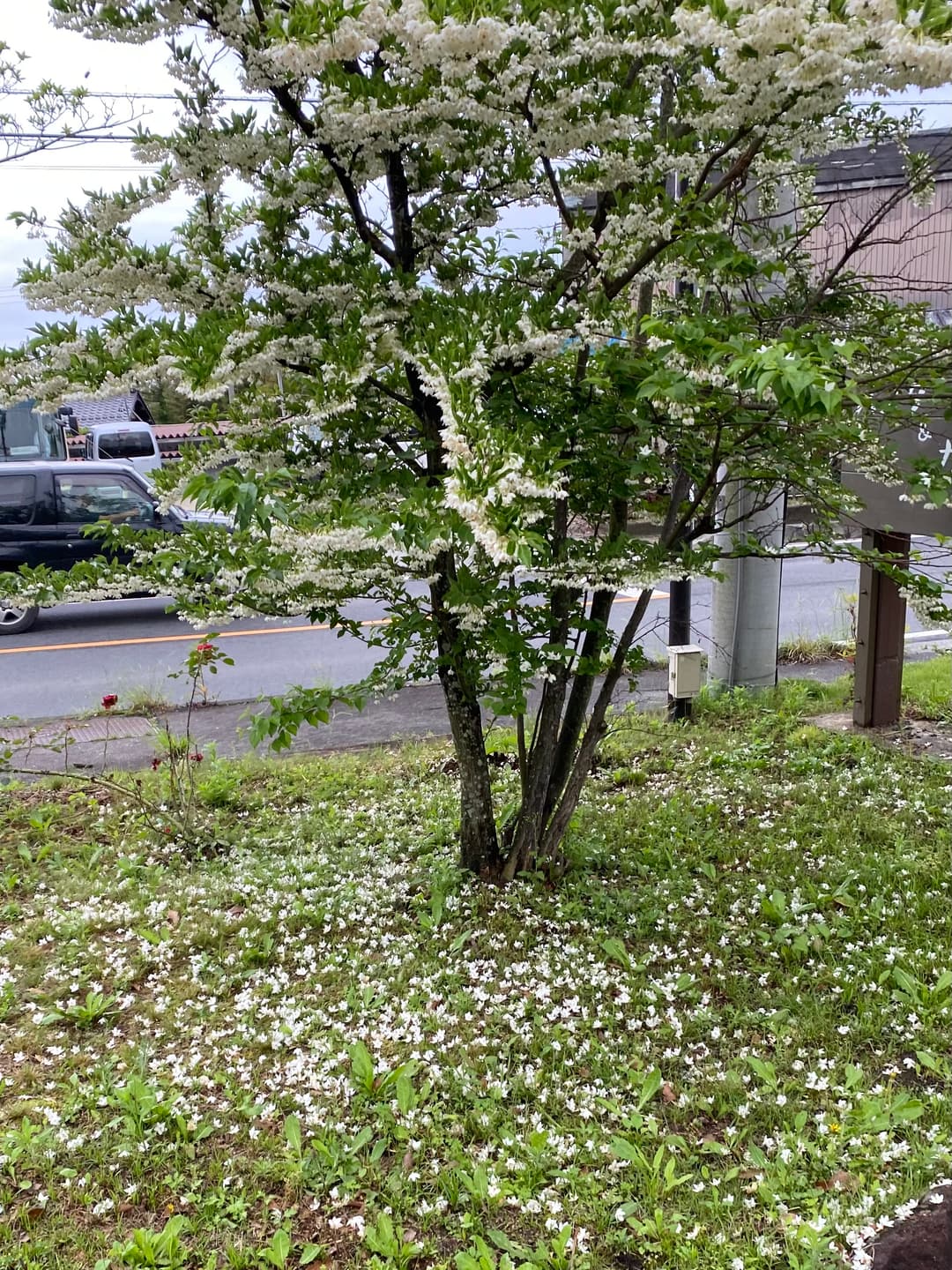 エゴノキ