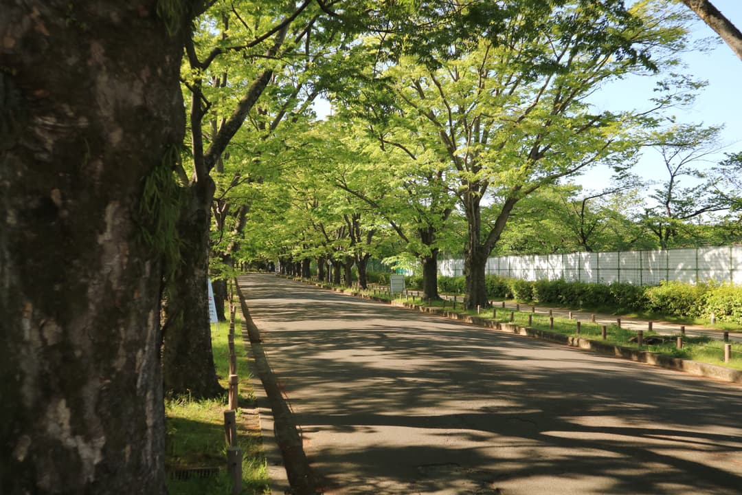ケヤキ