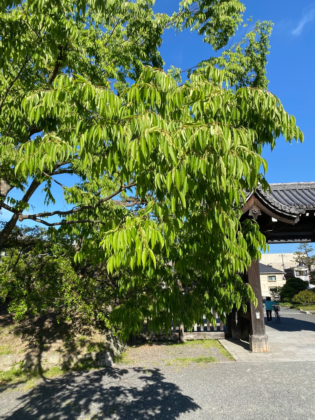 ケヤキ